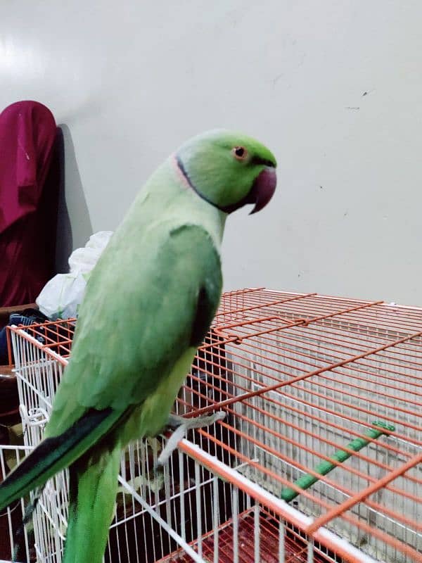 Green Ring neck male urgent sale 0