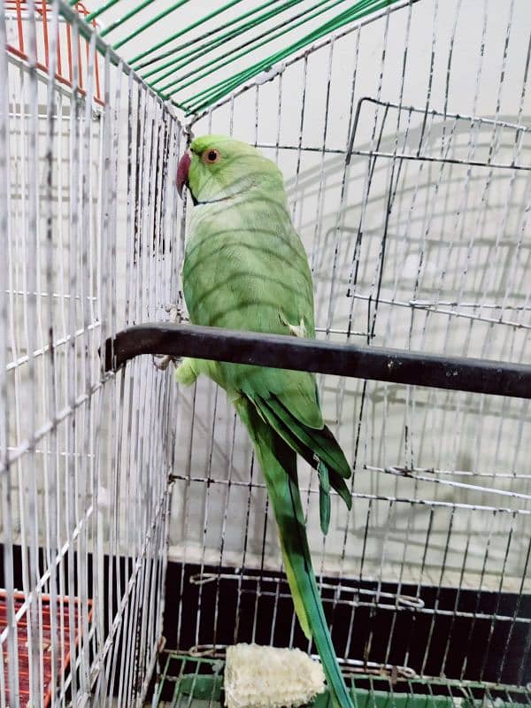 Green Ring neck male urgent sale 1