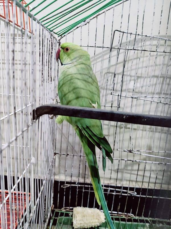 Green Ring neck male urgent sale 2