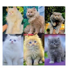 Persian triple coated punch face kitten available for sale