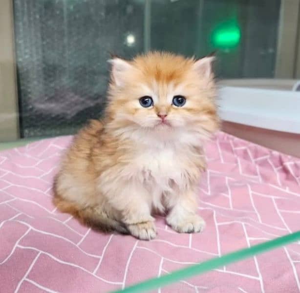 Persian triple coated punch face kitten available for sale 3