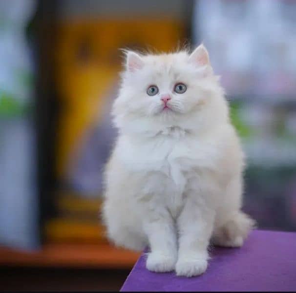 Persian triple coated punch face kitten available for sale 5