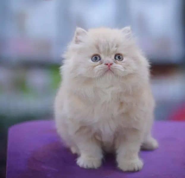 Persian triple coated punch face kitten available for sale 7