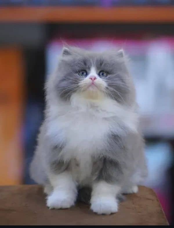 Persian triple coated punch face kitten available for sale 9