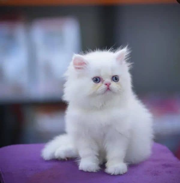 Persian triple coated punch face kitten available for sale 11