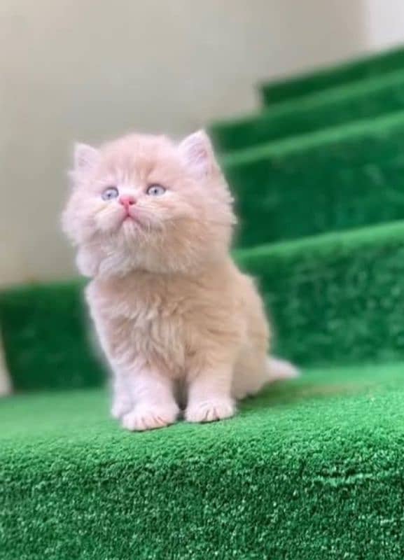 Persian triple coated punch face kitten available for sale 13