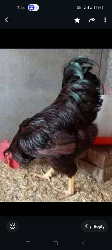 Healthy RIR heritage egg for sale 0