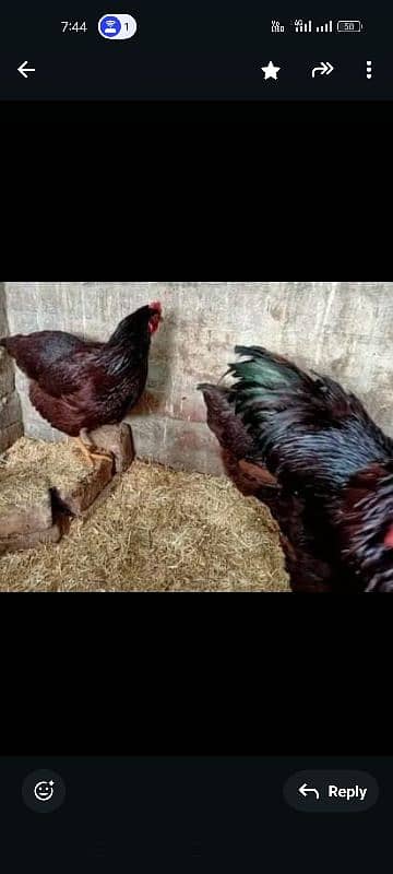 Healthy RIR heritage egg for sale 1