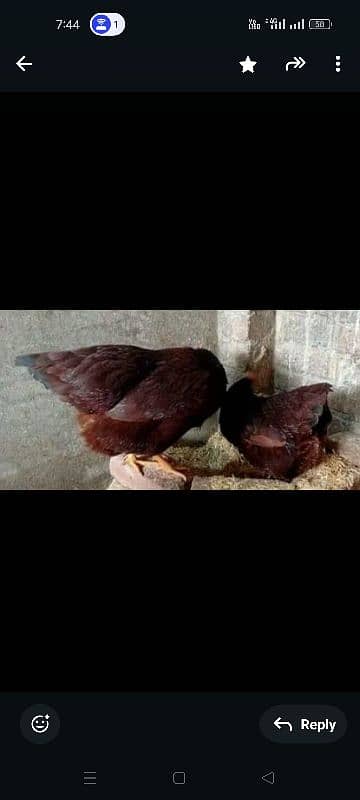 Healthy RIR heritage egg for sale 2