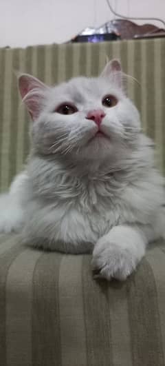 Persian Cat