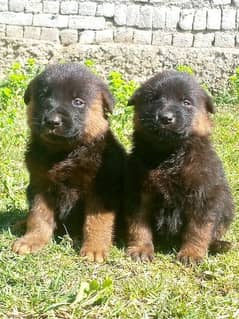 German shepherd Dubal Cout pair 2 mahnt for sale active and healthy