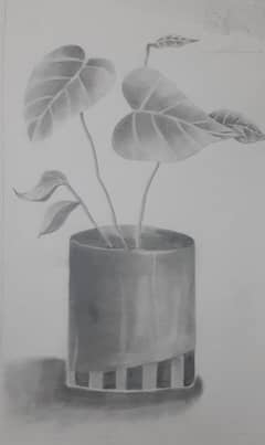 Hand made Sketche of PLANT