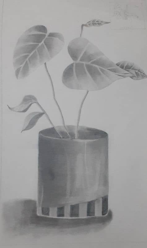 Hand made Sketche of PLANT 0