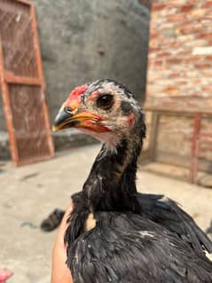 Thai pakoye chicks for sale