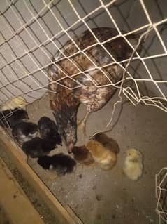 urgent sale hen Sath 12 chik