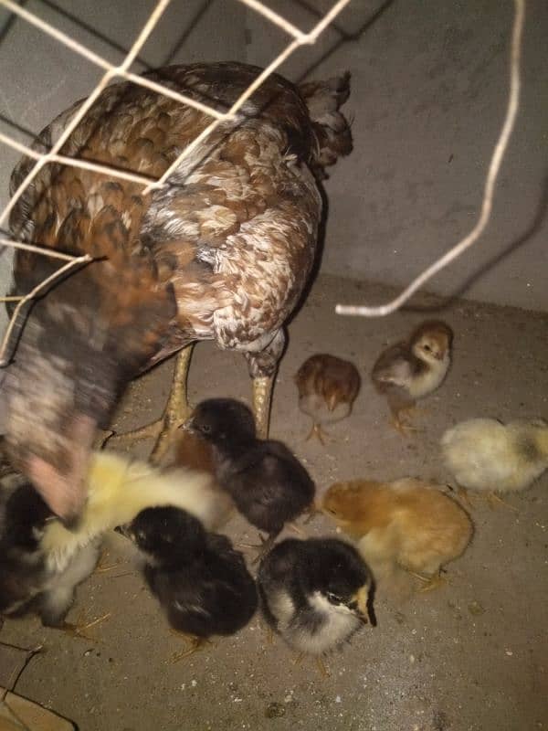 urgent sale hen Sath 12 chik 1