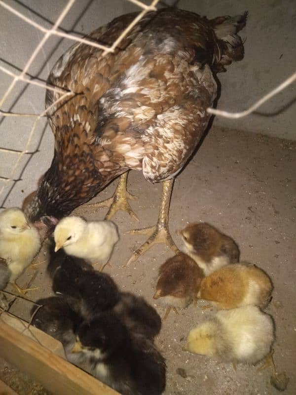 urgent sale hen Sath 12 chik 2