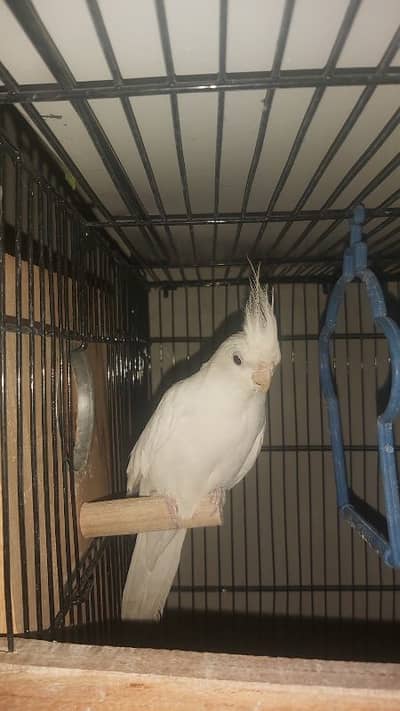 Breeder Pair of Cockatiels – White Eno & Spotted White Eno
