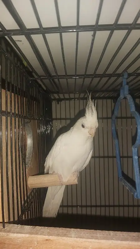 Breeder Pair of Cockatiels – White Eno & Spotted White Eno