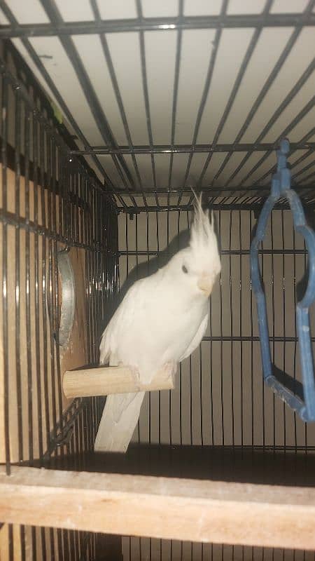 Breeder Pair of Cockatiels – White Eno & Spotted White Eno 1