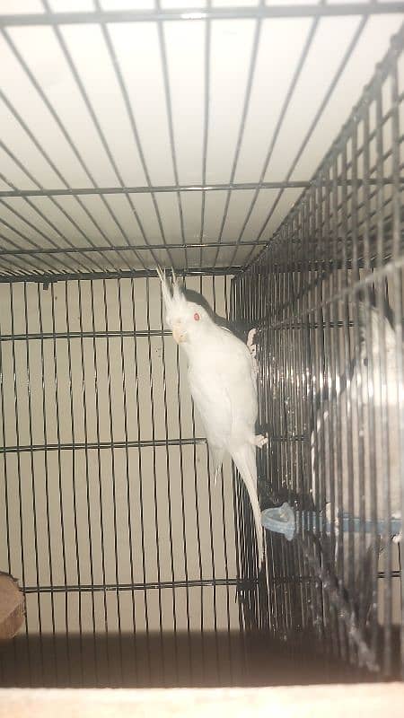 Breeder Pair of Cockatiels – White Eno & Spotted White Eno 2