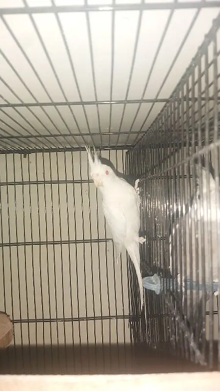 Breeder Pair of Cockatiels – White Eno & Spotted White Eno — photo 3
