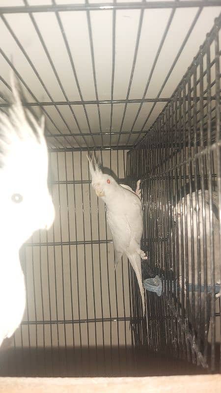 Breeder Pair of Cockatiels – White Eno & Spotted White Eno 3