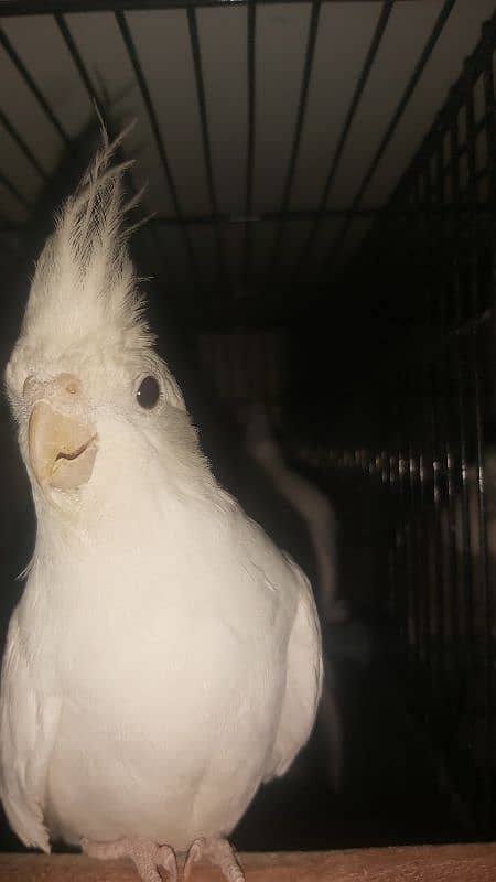 Breeder Pair of Cockatiels – White Eno & Spotted White Eno 4