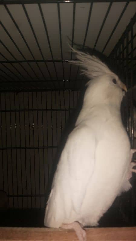 Breeder Pair of Cockatiels – White Eno & Spotted White Eno 5