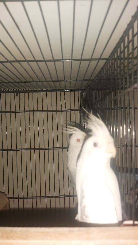 Breeder Pair of Cockatiels – White Eno & Spotted White Eno 6