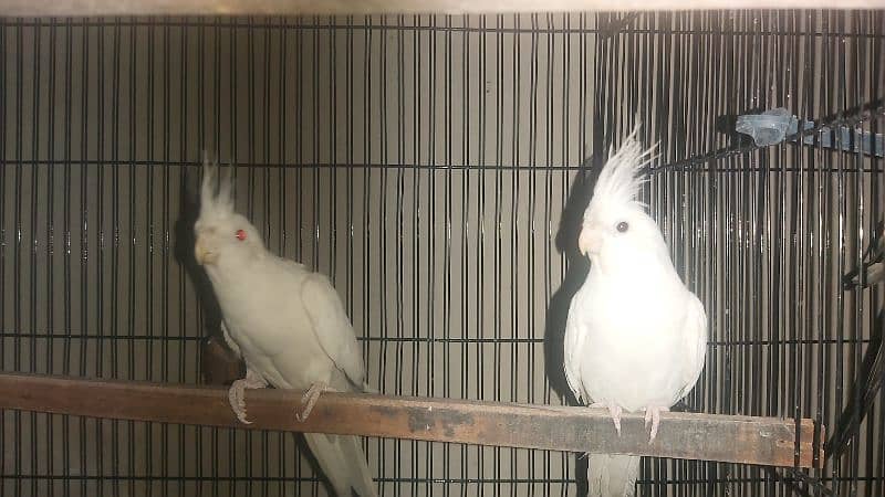 Breeder Pair of Cockatiels – White Eno & Spotted White Eno 7