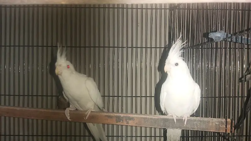 Breeder Pair of Cockatiels – White Eno & Spotted White Eno — photo 8