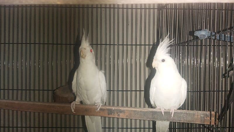 Breeder Pair of Cockatiels – White Eno & Spotted White Eno 8