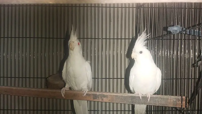 Breeder Pair of Cockatiels – White Eno & Spotted White Eno — photo 9