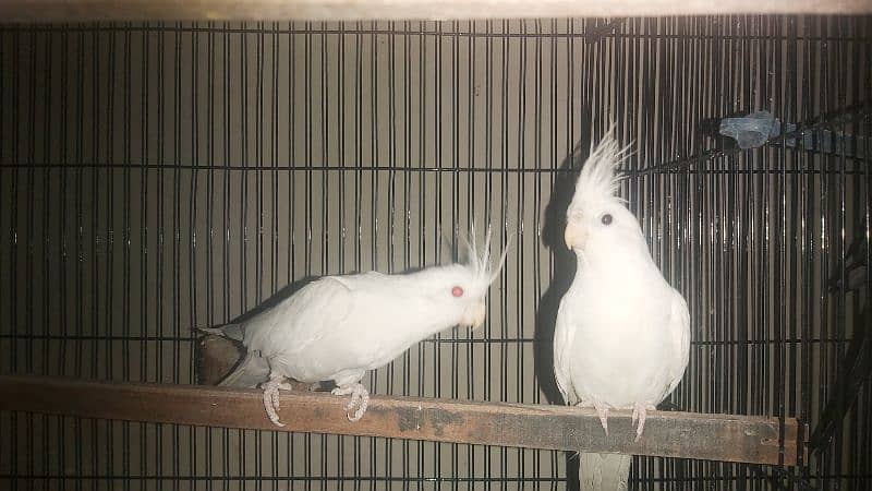 Breeder Pair of Cockatiels – White Eno & Spotted White Eno 9