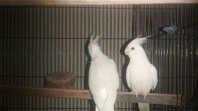 Breeder Pair of Cockatiels – White Eno & Spotted White Eno 10