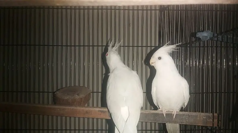 Breeder Pair of Cockatiels – White Eno & Spotted White Eno — photo 11