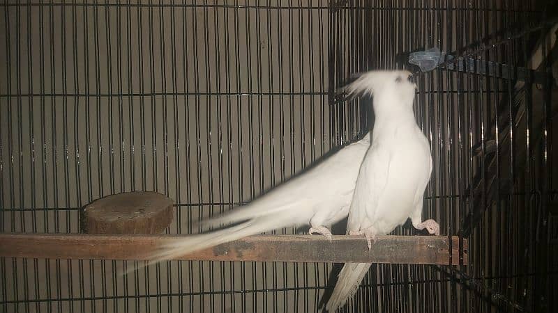 Breeder Pair of Cockatiels – White Eno & Spotted White Eno 11