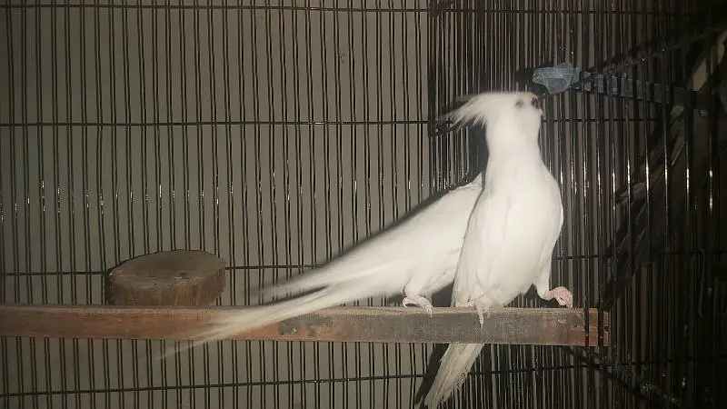 Breeder Pair of Cockatiels – White Eno & Spotted White Eno — photo 12