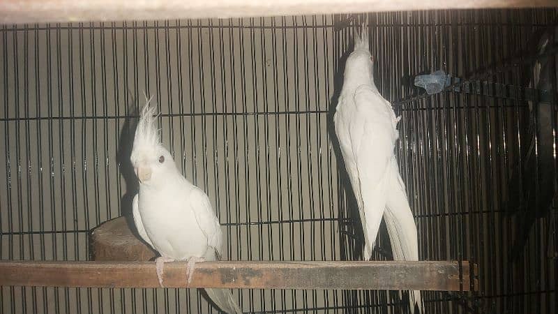 Breeder Pair of Cockatiels – White Eno & Spotted White Eno 12