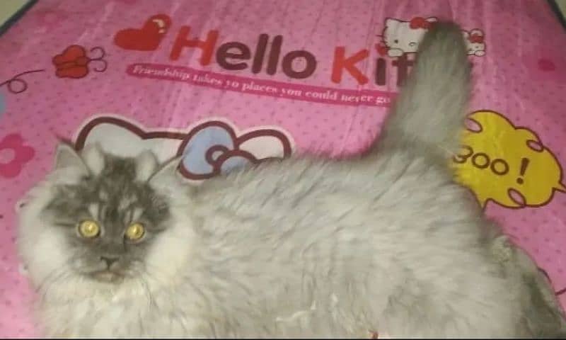 Beautiful cat 0