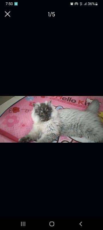 Beautiful cat 1
