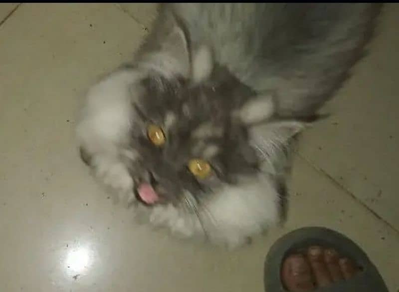 Beautiful cat 2