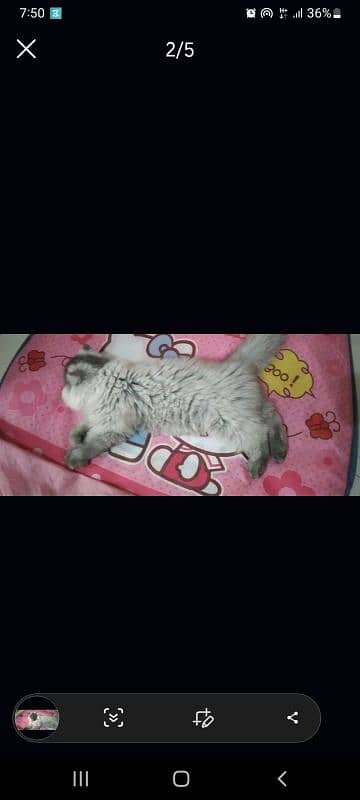 Beautiful cat 3