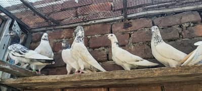 Taddi lakhy chapry jhonsiry pigeons for sale.