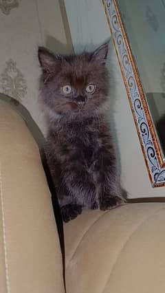 urgently sale my Persian cat