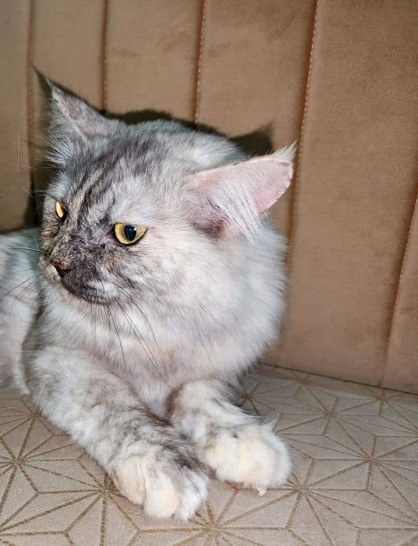 urgently sale my Persian cat 1