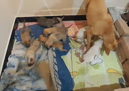 Puppies For Adoption