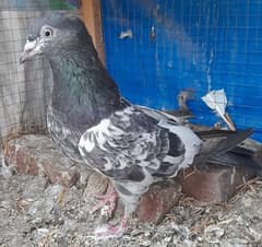 pigeon farozpuri 'golden' male barreder ?