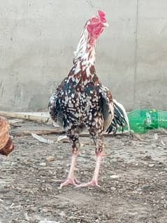 hens for sale or exchange with white shamo chics